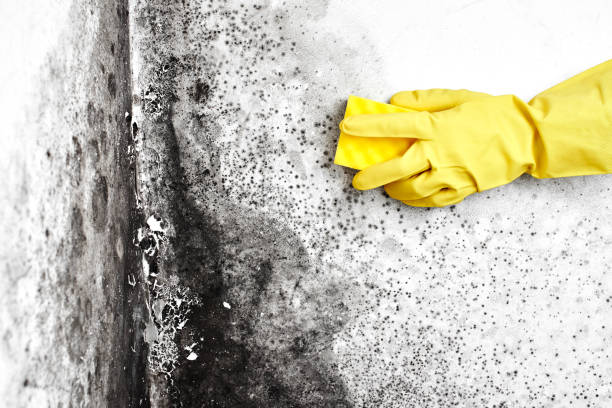 Best Home Mold Removal  in St Paul, TX