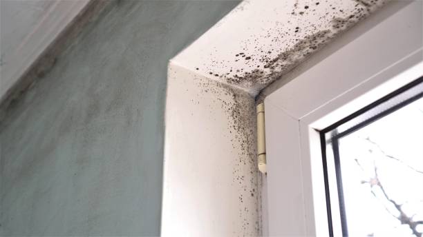 Mold Testing and Removal in St Paul, TX