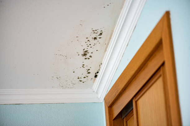 Best Same-Day Mold Removal  in St Paul, TX