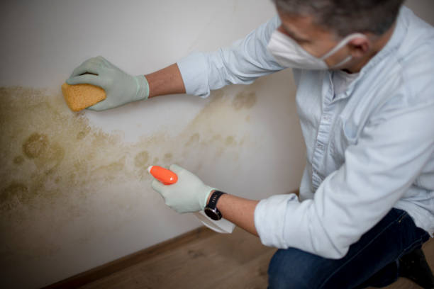 Home Mold Removal in St Paul, TX