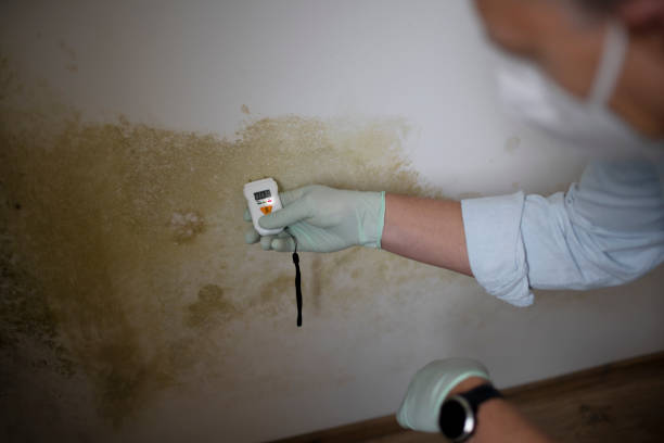 Best Affordable Mold Removal  in St Paul, TX