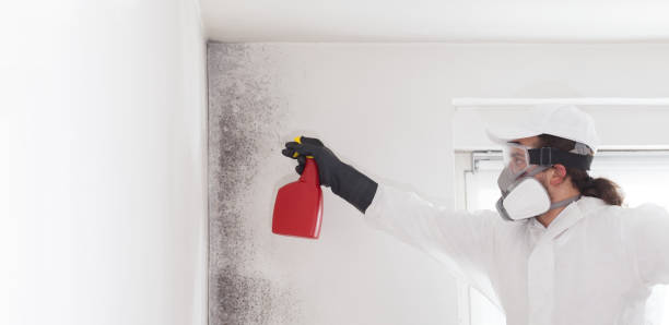 Best Black Mold Removal  in St Paul, TX