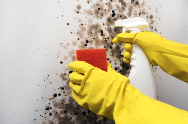 Best Toxic Mold Removal  in St Paul, TX