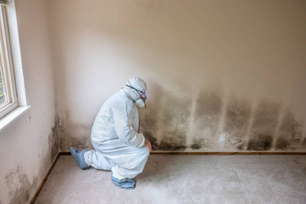 Best Same-Day Mold Removal  in St Paul, TX