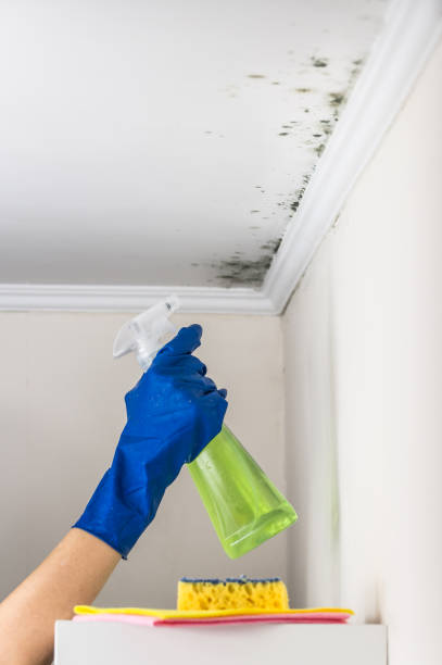 Best Fast Mold Removal  in St Paul, TX