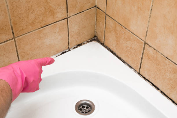 Best Office Mold Removal Services  in St Paul, TX